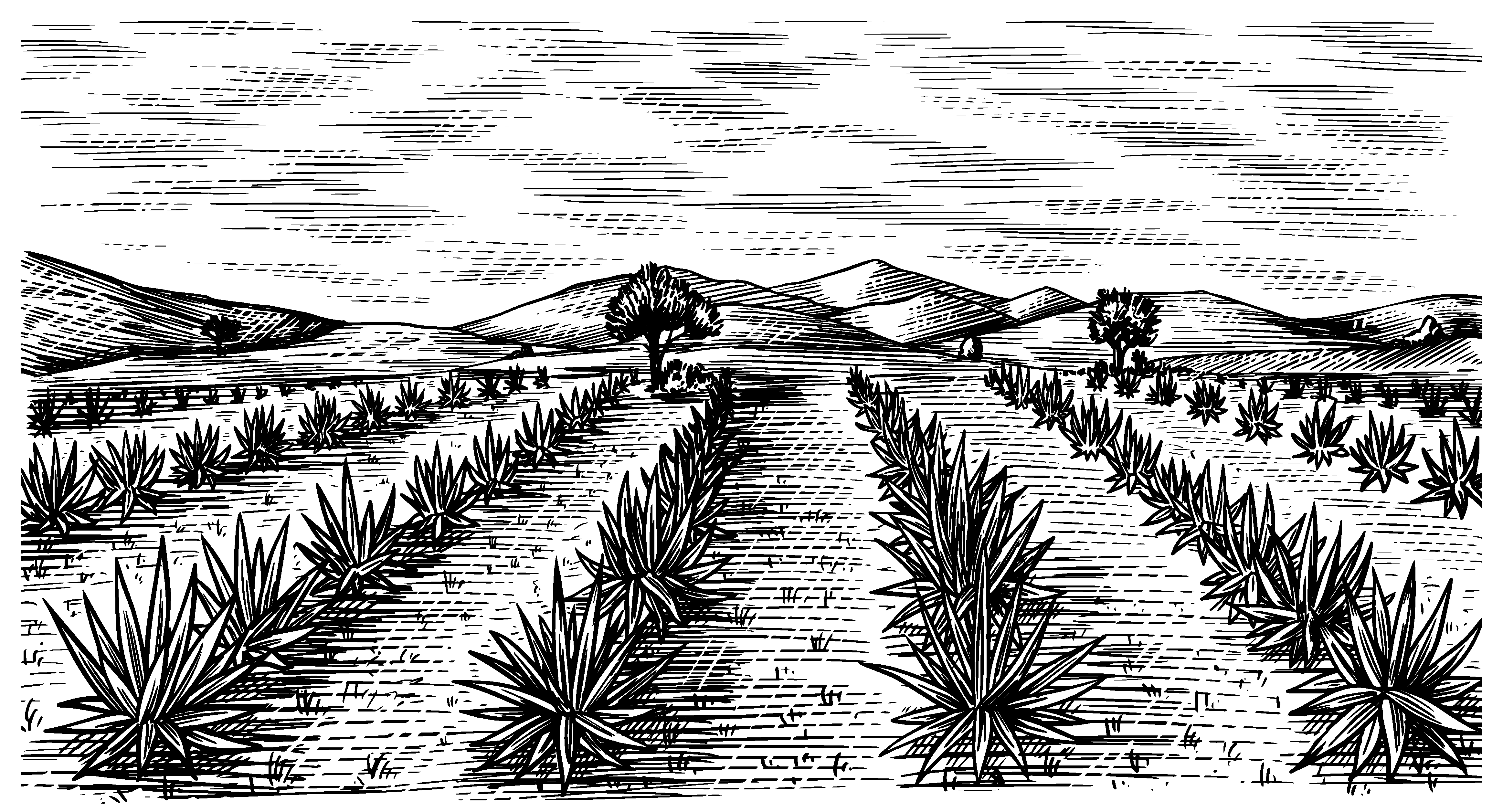 Tequila-field